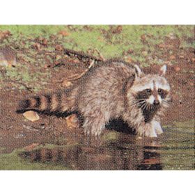 Delta McKenzie Tru-Life Target (Option: Raccoon)